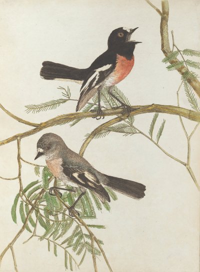 Pettirosso. Lewin, John. Uccelli del Nuovo Galles del Sud con la loro storia naturale. Sydney- G. Howe... da John William Lewin